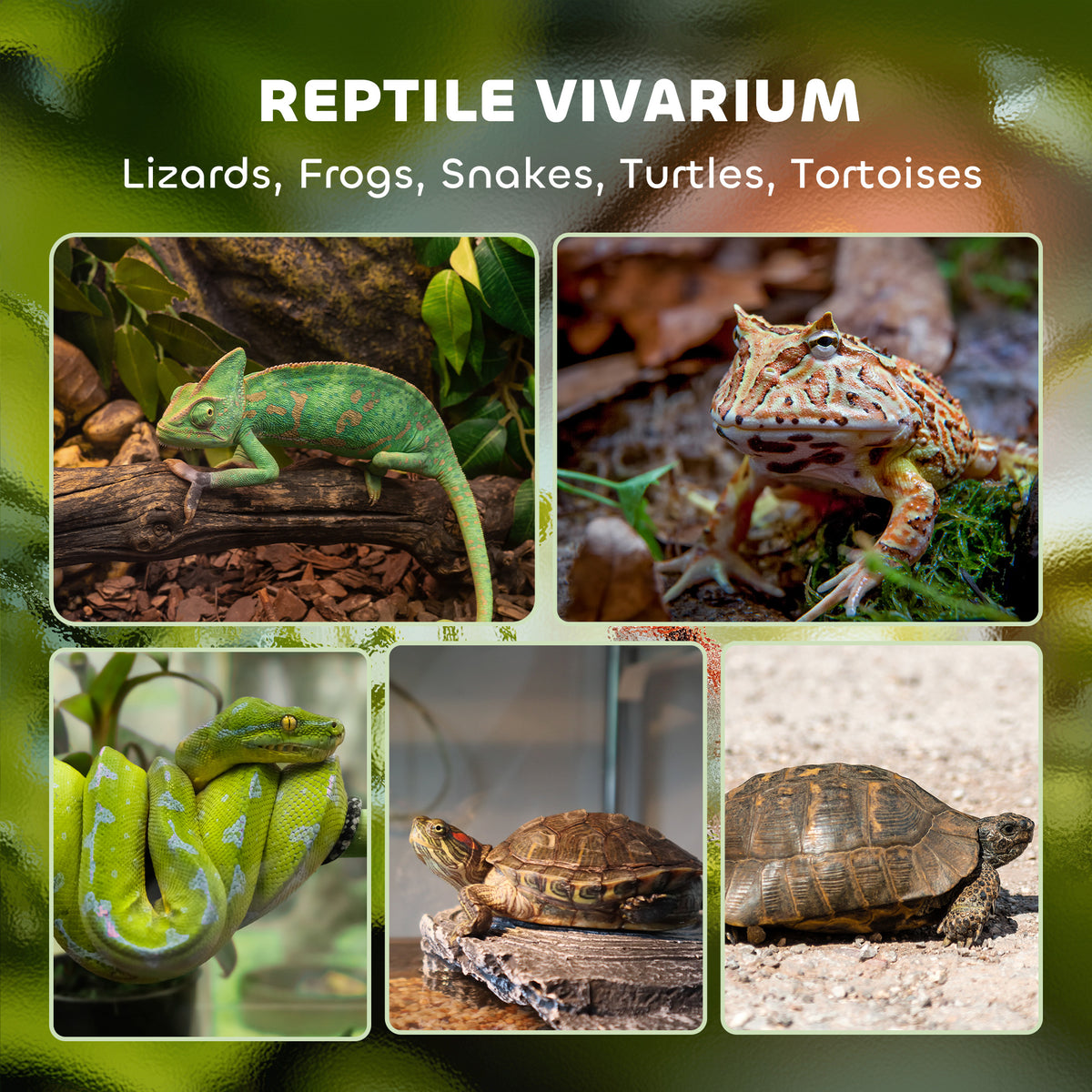 Glass reptile terrarium – image 4